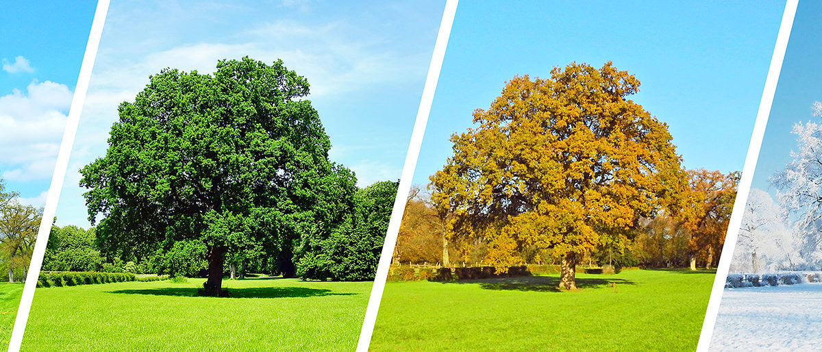 wald, park, jahreszeit, vier, jahreszeiten, sommer, sommerlich, herbst, herbstlich, herbstlicher, norddeutschland, landschaft, natur, herbstlandschaft, kahl, kahle, naturlandschaft, parklandschaft, baum, ast, äste, wiese, frühling, panorama, urlaub, spazieren, laub, laubbäume, bäume, farben, gras, grün, hintergrund, idyllisch, laubwald, leuchtend, sonnenlicht, sonnenschein, sonnig, winter, winterlandschaft, schneelandschaft, himmel, verschneit, winterzeit, winterurlaub, schnee, eis, eisig, kalt, reisen, ruhe, winterlich, tourismus, urlaubszeit, baumkrone, baumkronen, entspannung, erholung, ferien, wandern, wanderung, gesundheit